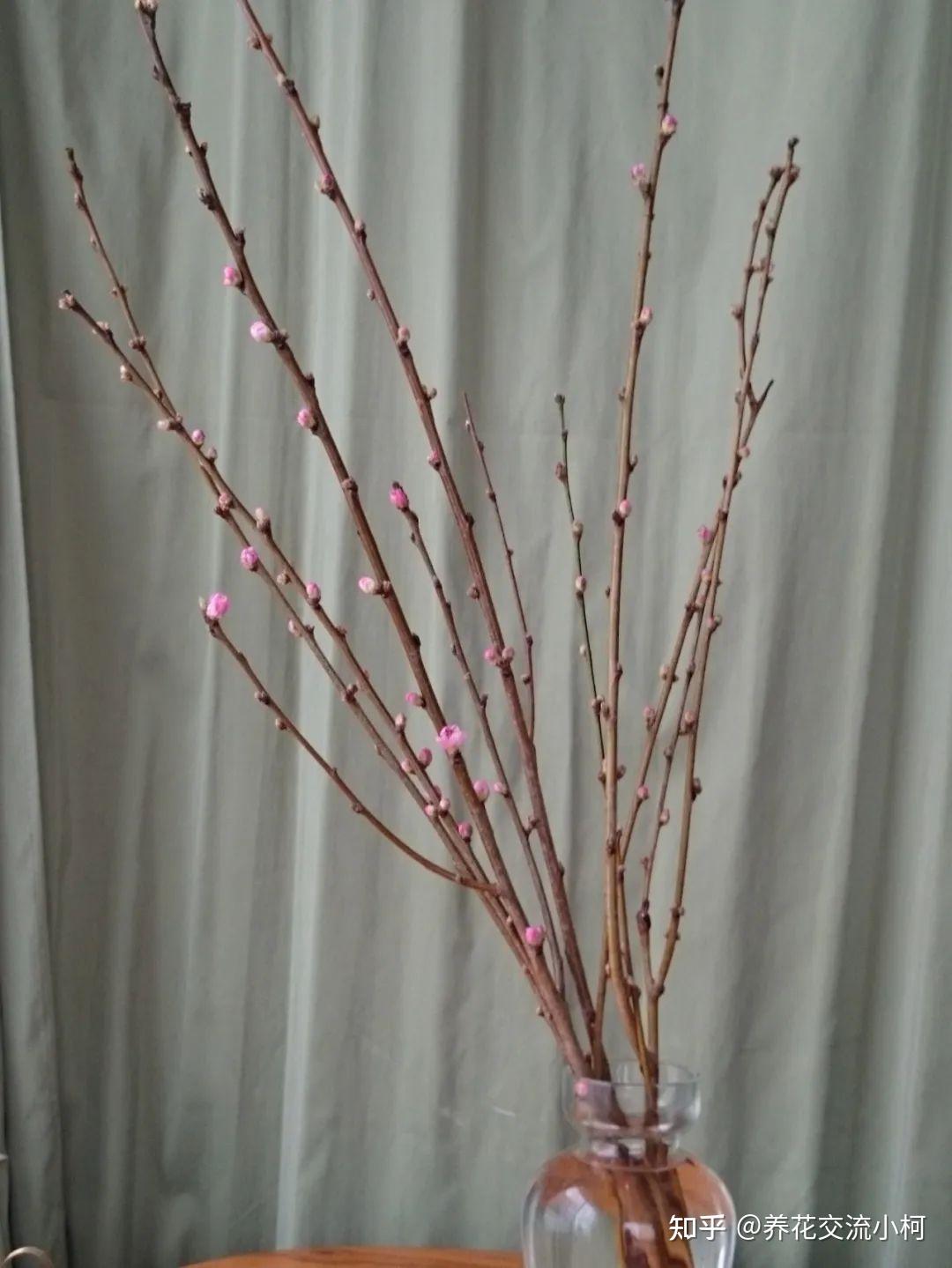春天桃花鲜切枝养护指南,如何促花并延长花期? - 知乎