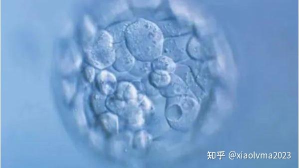 鲜胚和囊胚哪个好?如何判断等级好坏? - 知乎