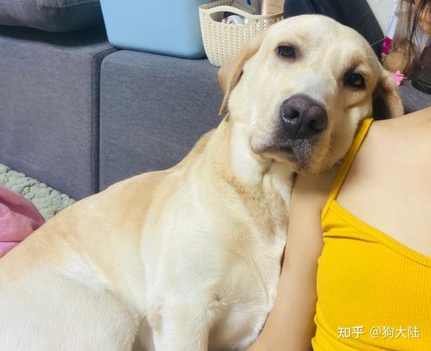 拉布拉多"弃养率"高不是没有道理的,看完原因你就不惊讶了 - 知乎