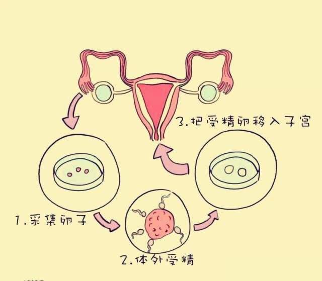 哈尔滨三代试管婴儿多少费用