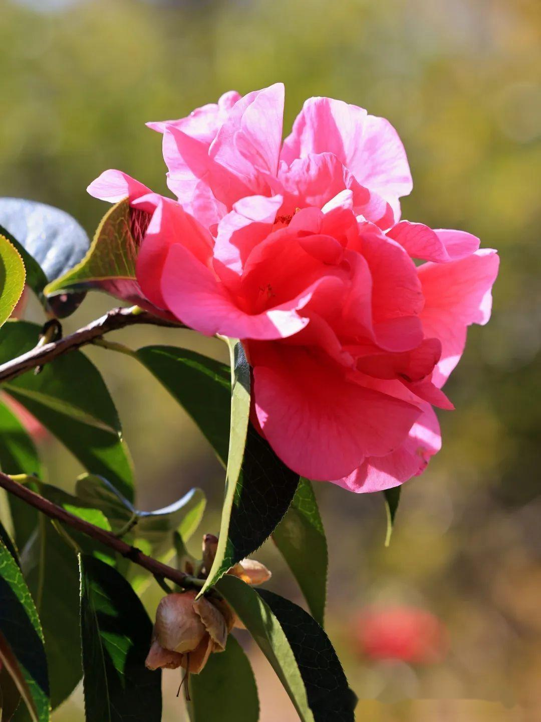 洱海公园茶花盛开风景无限好附美图