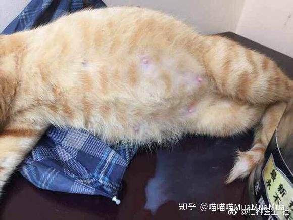 猫传腹照片图片