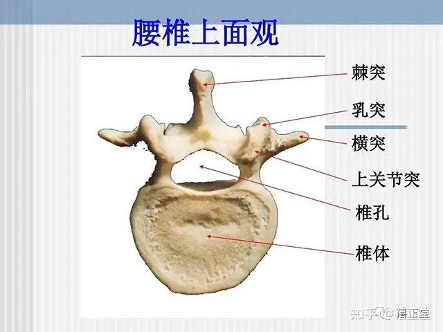 腰椎体解剖图片