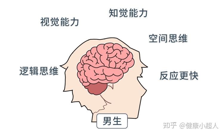 思维和行为差异大不同人之间的大脑皮层厚度差异较大而对于男性来说