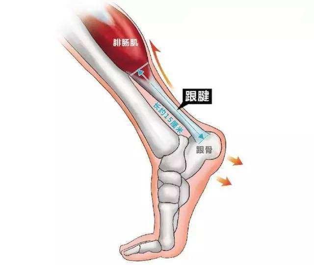 如何练习下肢 v2-008b35a4fdc508117af4d08197b67a77_r.jpg