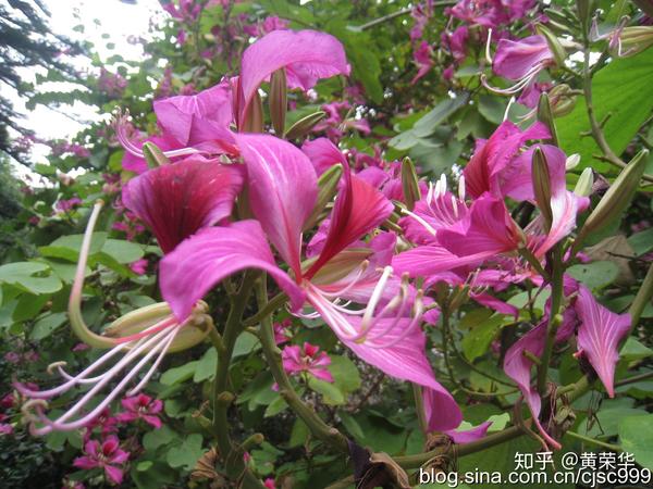 植物染料 红花羊蹄甲能吃吗 二安网