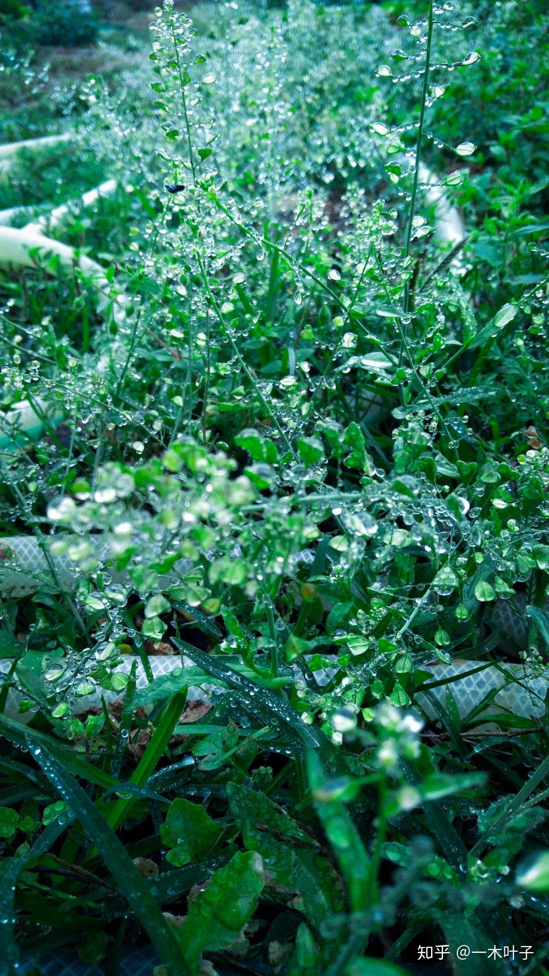 图片后期调色教程森林绿