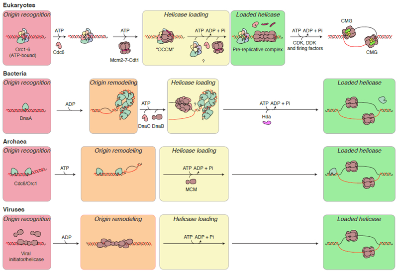 DNA的半保留复制与复制子 - 知乎