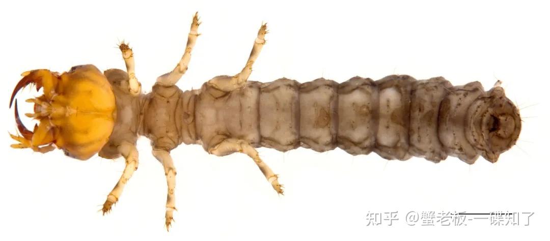 与虎甲成虫一样,幼虫也是吃肉的狠角色.