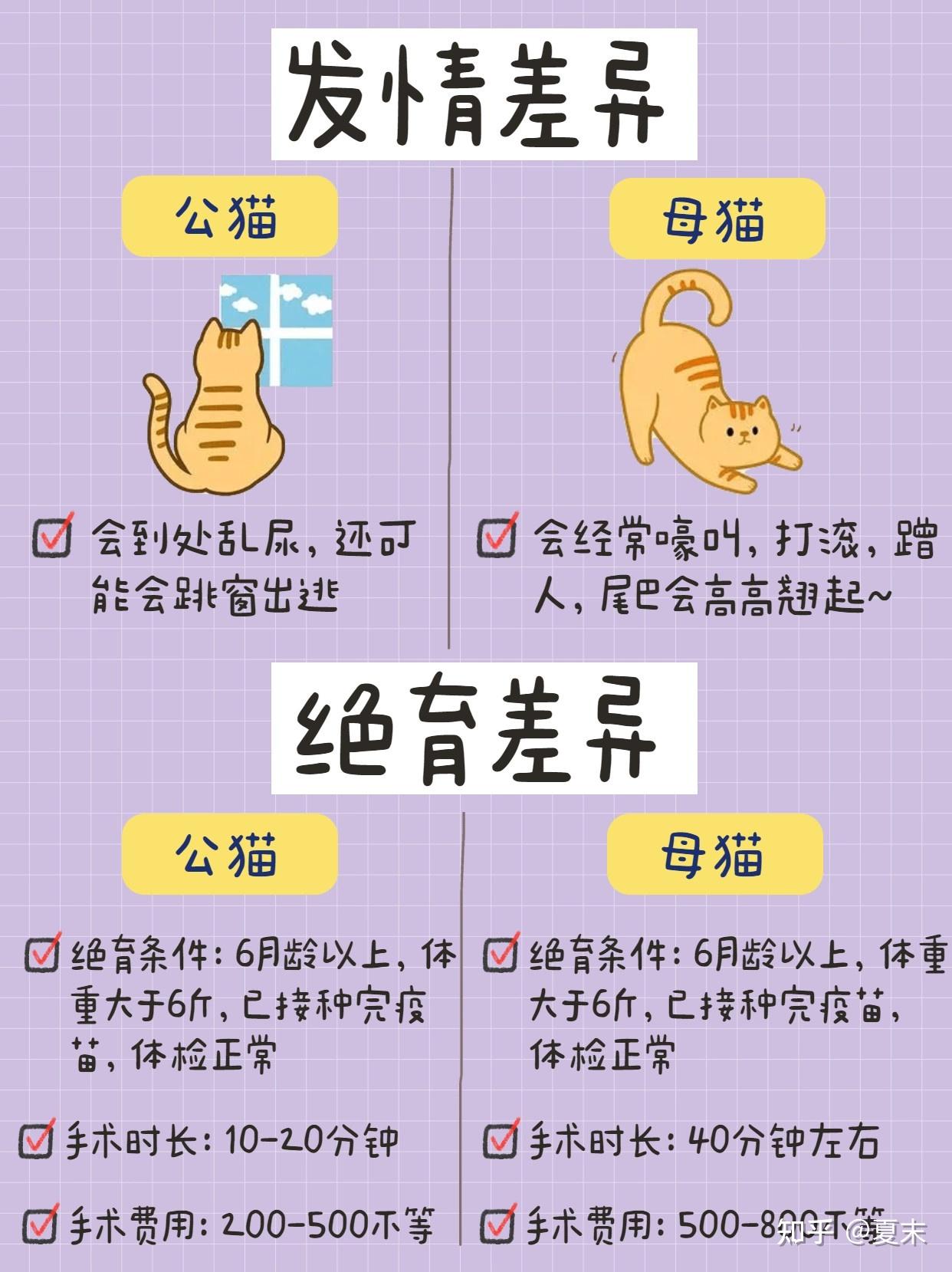 公猫VS母猫，新手养猫，养公猫还是母猫？ - 知乎
