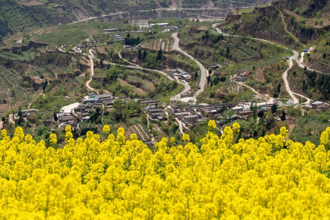 陇南西和仇池大地邂逅油菜花开