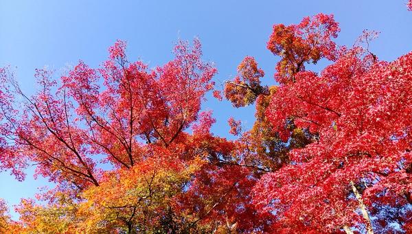 抓住秋天的尾巴去赏枫 除了日本还有哪儿可以去 知乎