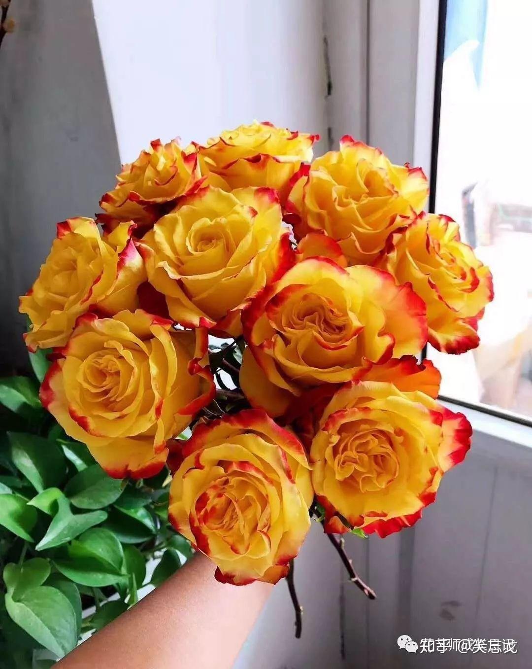 玫瑰 鲜花 红玫瑰 · Pixabay上的免费照片