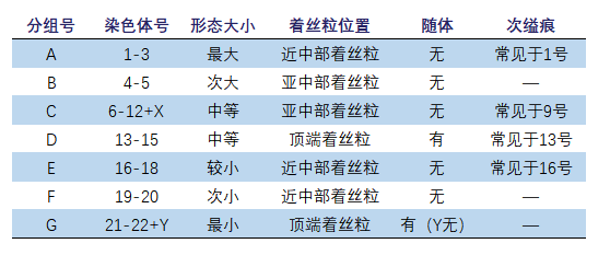 微观探索人体奥秘008染色体