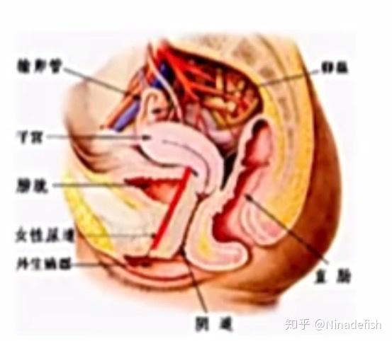 卵巢悬韧带 知乎