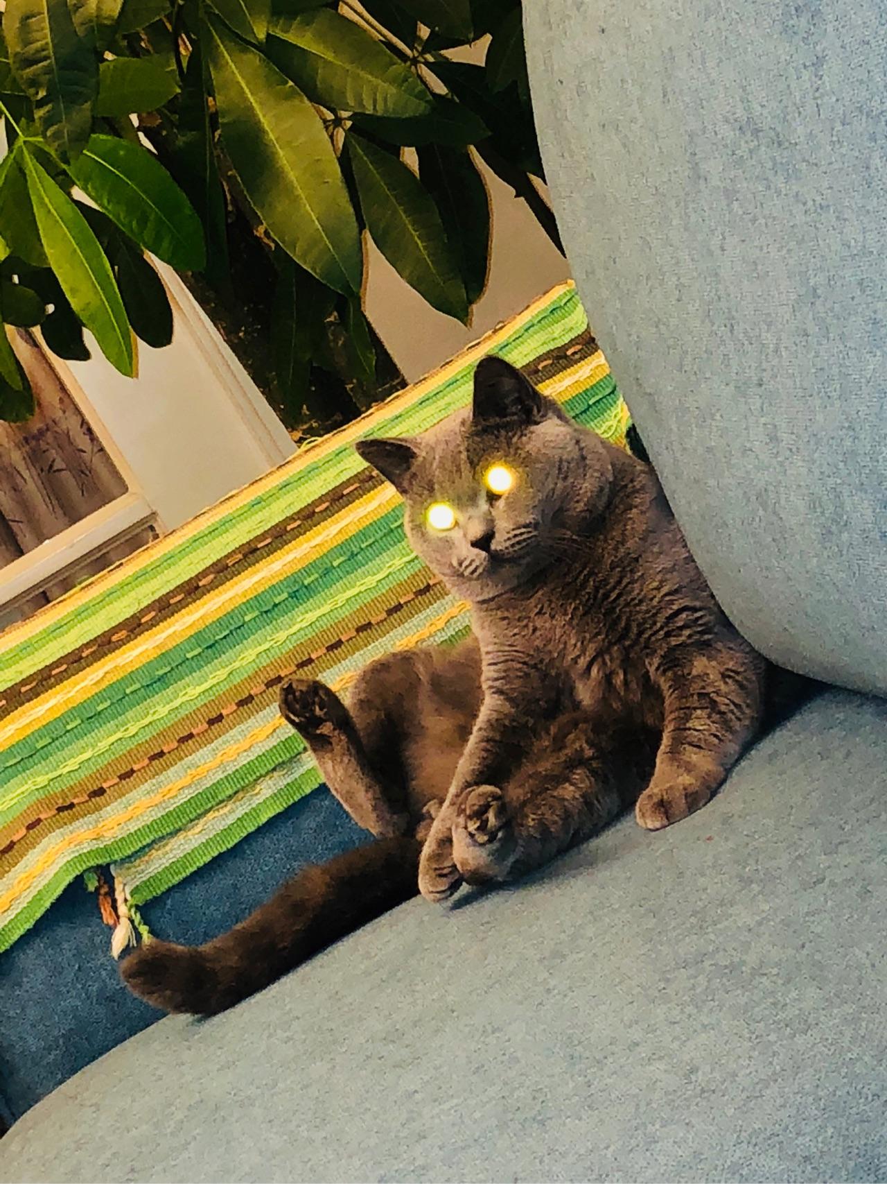 猫咪的魔性眼神