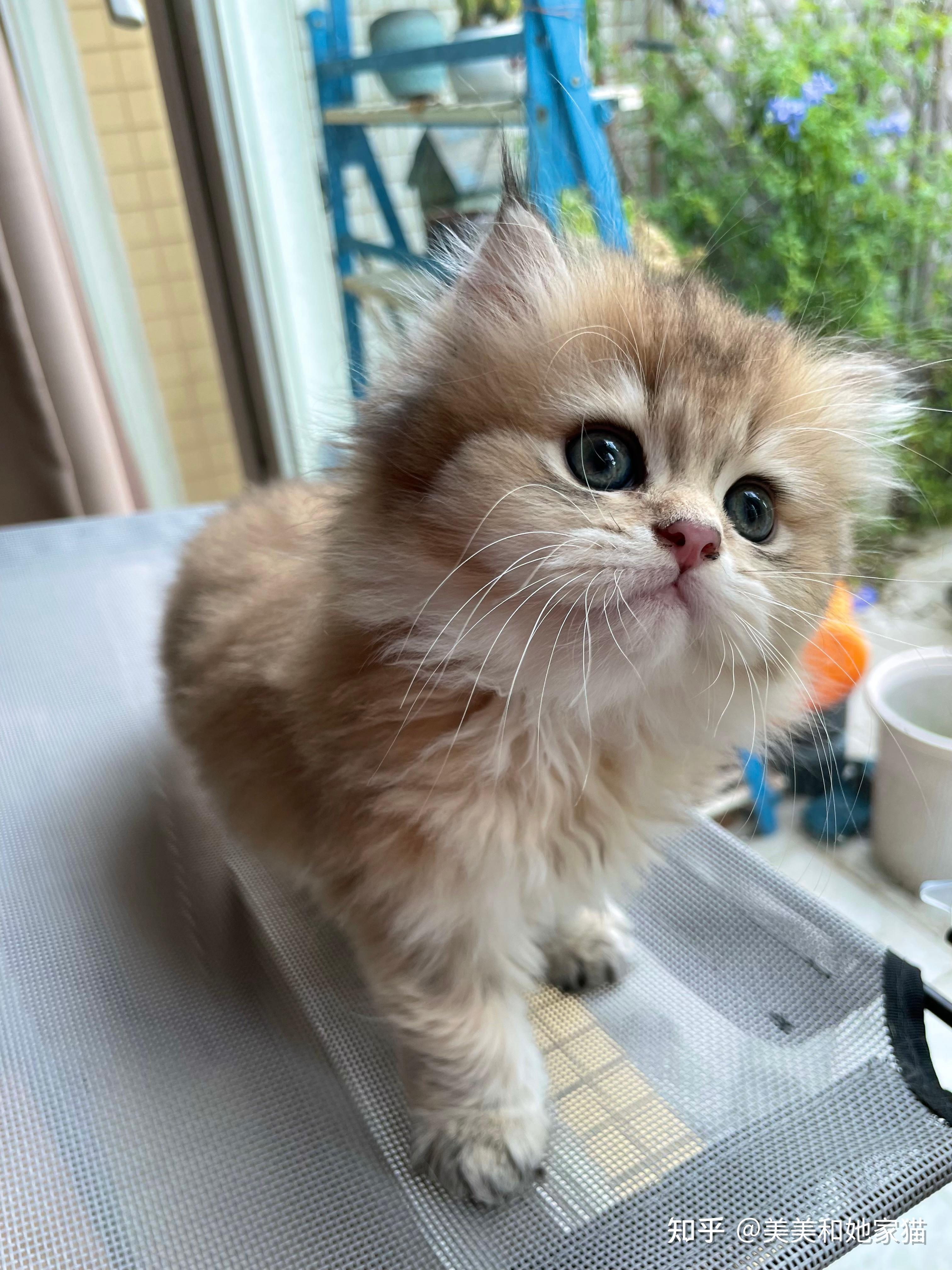 长毛金渐层小奶猫找家长 - 知乎