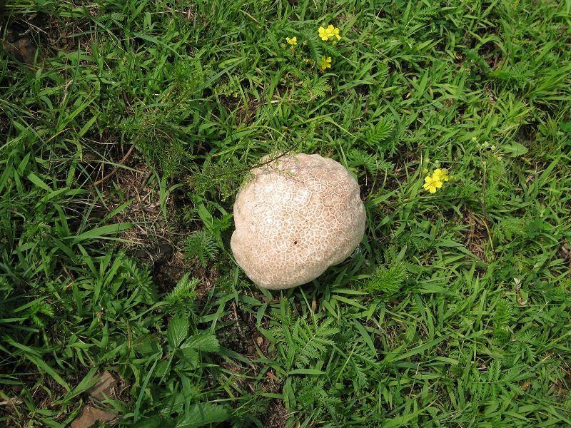 旧活新整植物大战僵尸全部植物的原型与背景上