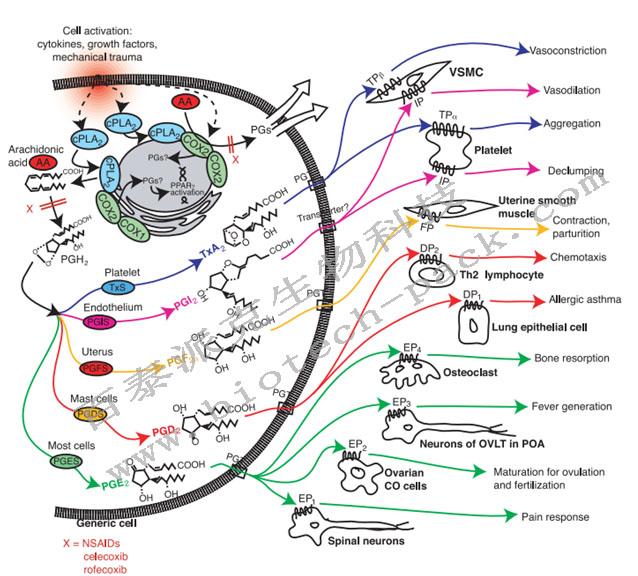 前列腺素分析 - 知乎