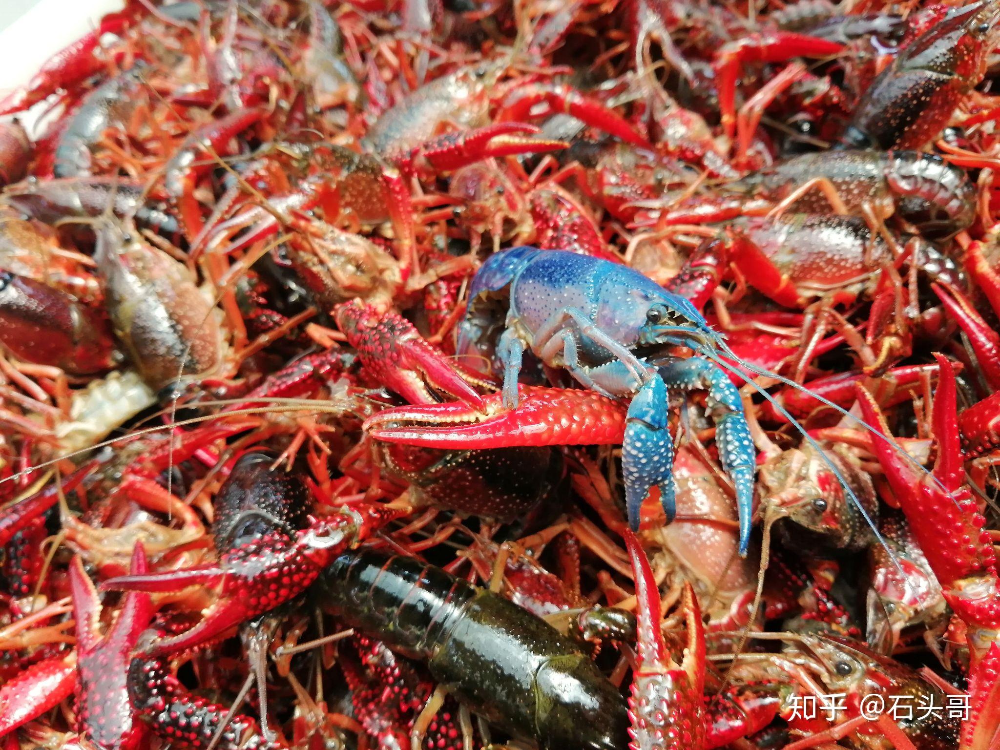 澳洲淡水小龙虾介绍蓝龙虾养殖（三）#澳洲淡水小龙虾养殖 养殖温度 产量 - 知乎