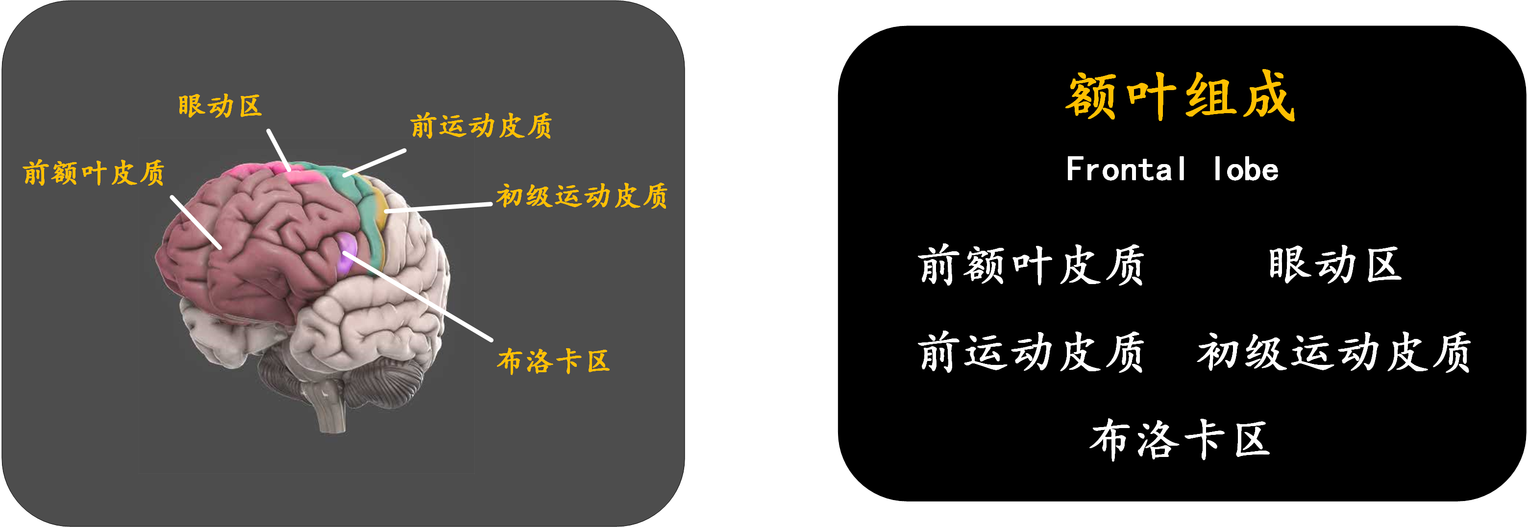脑科学：现代人的一门重要必修课 - 知乎