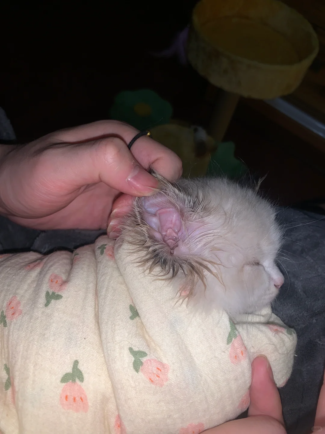小猫耳螨竟然花几块钱就治好了?! - 知乎