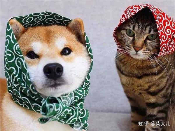 长毛柴好可爱 跟普通柴犬区别大吗 什么情况下会生出长毛柴 知乎