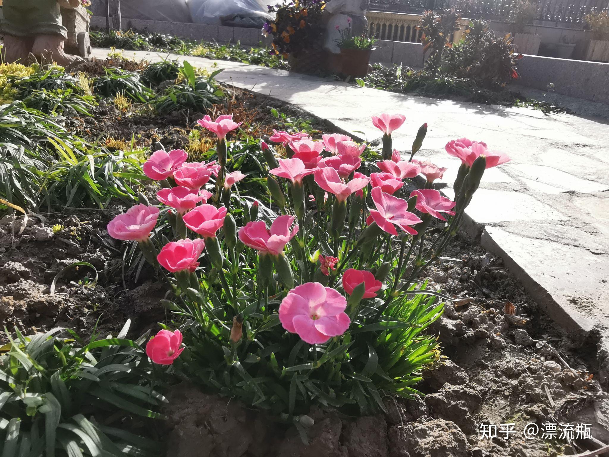 种植记录蜜桃石竹