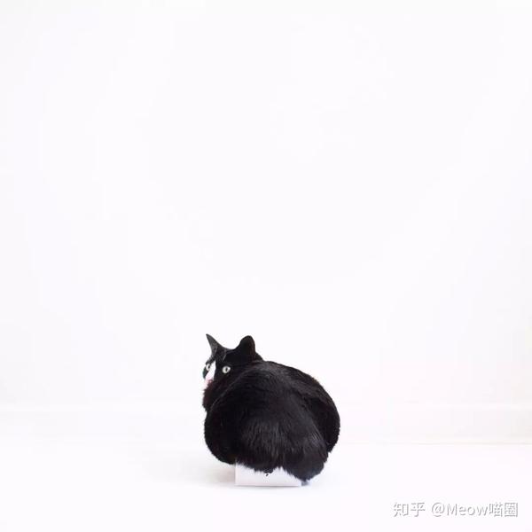 为什么我们这么怕猫慢性肾衰 知乎