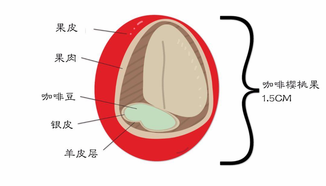 咖啡樱桃是咖啡还是樱桃