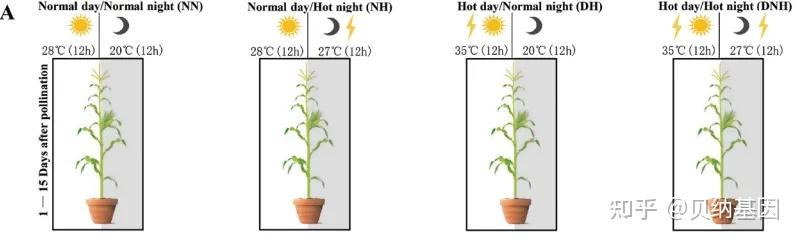 多组学技术助力深入解析植物对高温胁迫的响应与适应机制 - 知乎