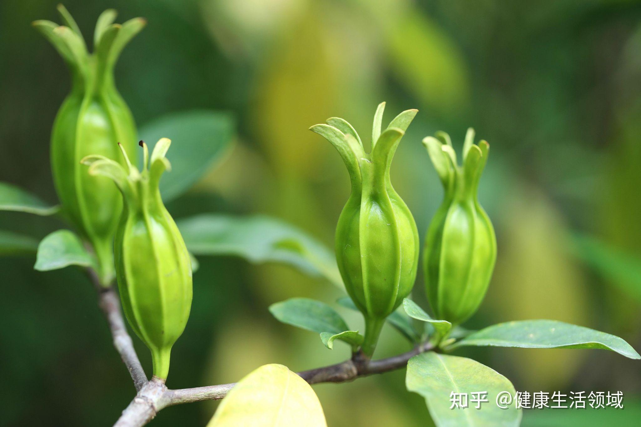 “个性”中药【栀子】：通泻三焦之火，可清所有脏腑之热 - 知乎