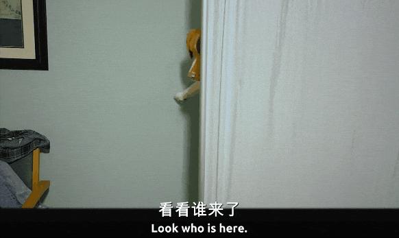 《冷猫狗》今年最颠覆！限制级禁忌挑战