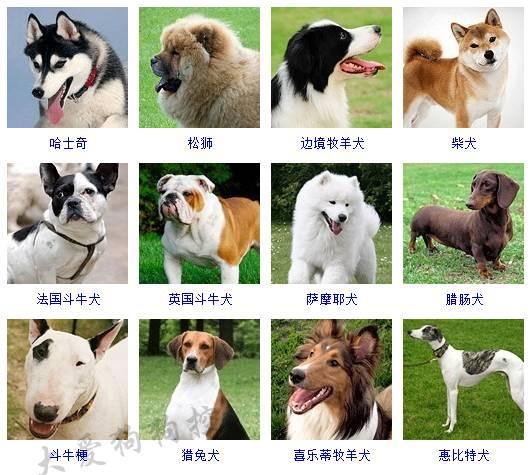 178种狗狗品种大全,原来按体型智商都是这么分! - 知乎