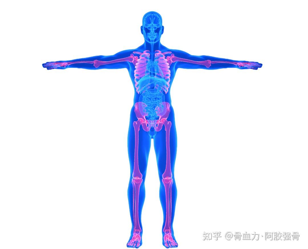 骨骼系统第2期——骨的结构与功能 - 知乎