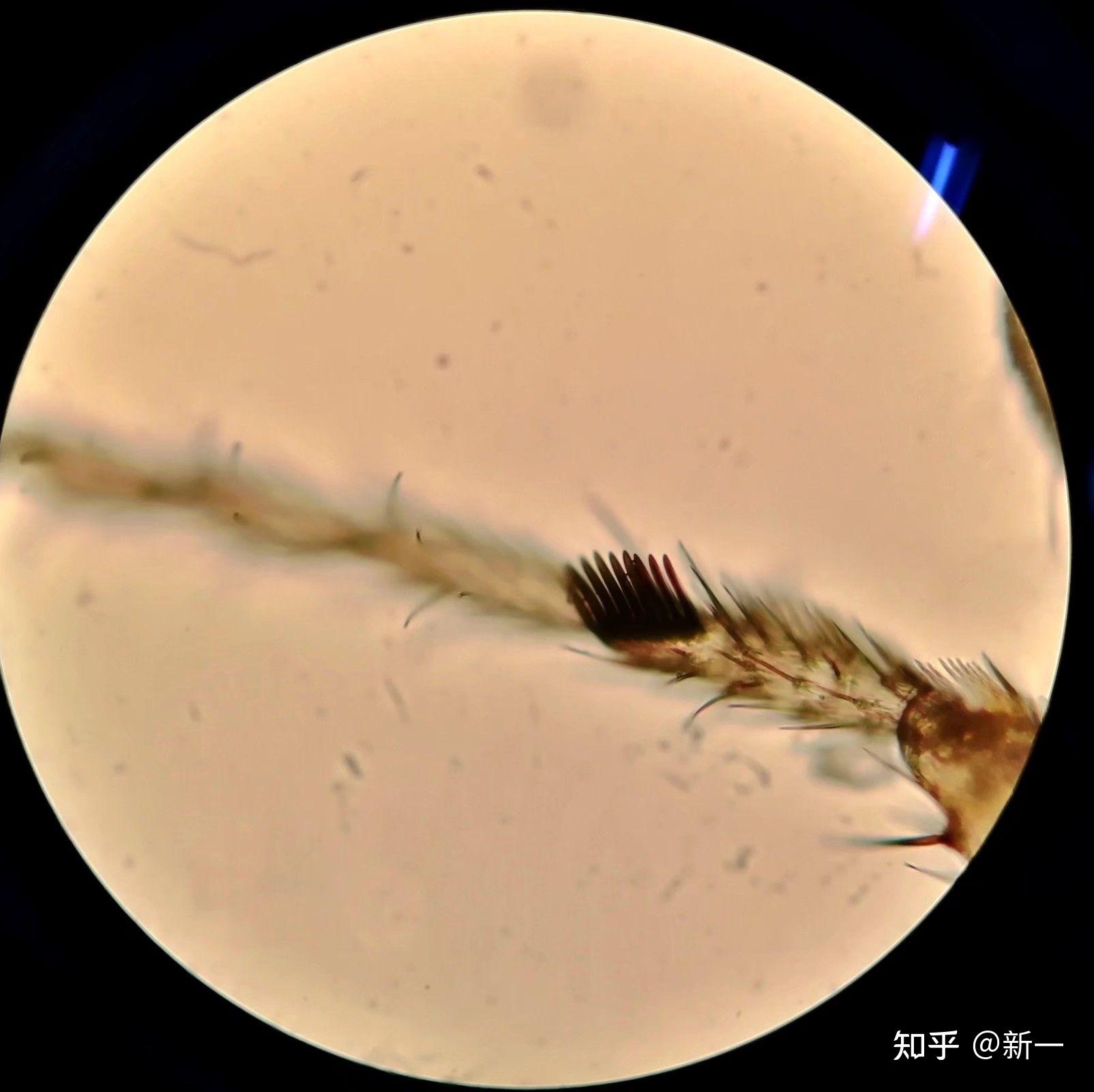 雄果蝇性梳 - 知乎