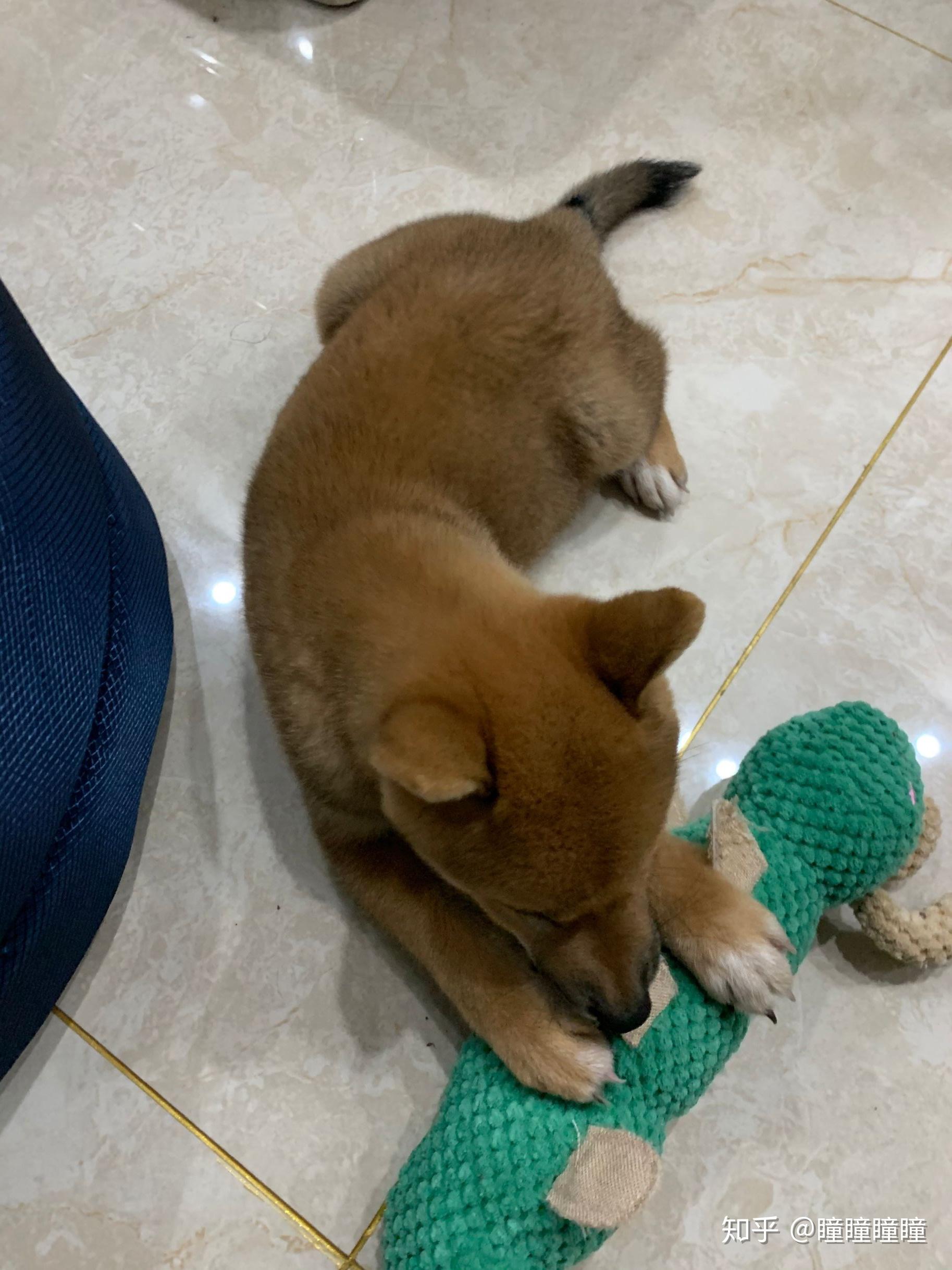 我想知道我这只是柴犬嘛尾巴为啥是黑的