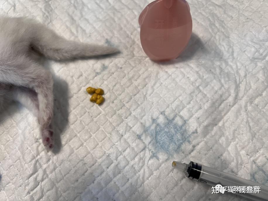 实操案例:如何给便秘的猫使用开塞露 - 知乎