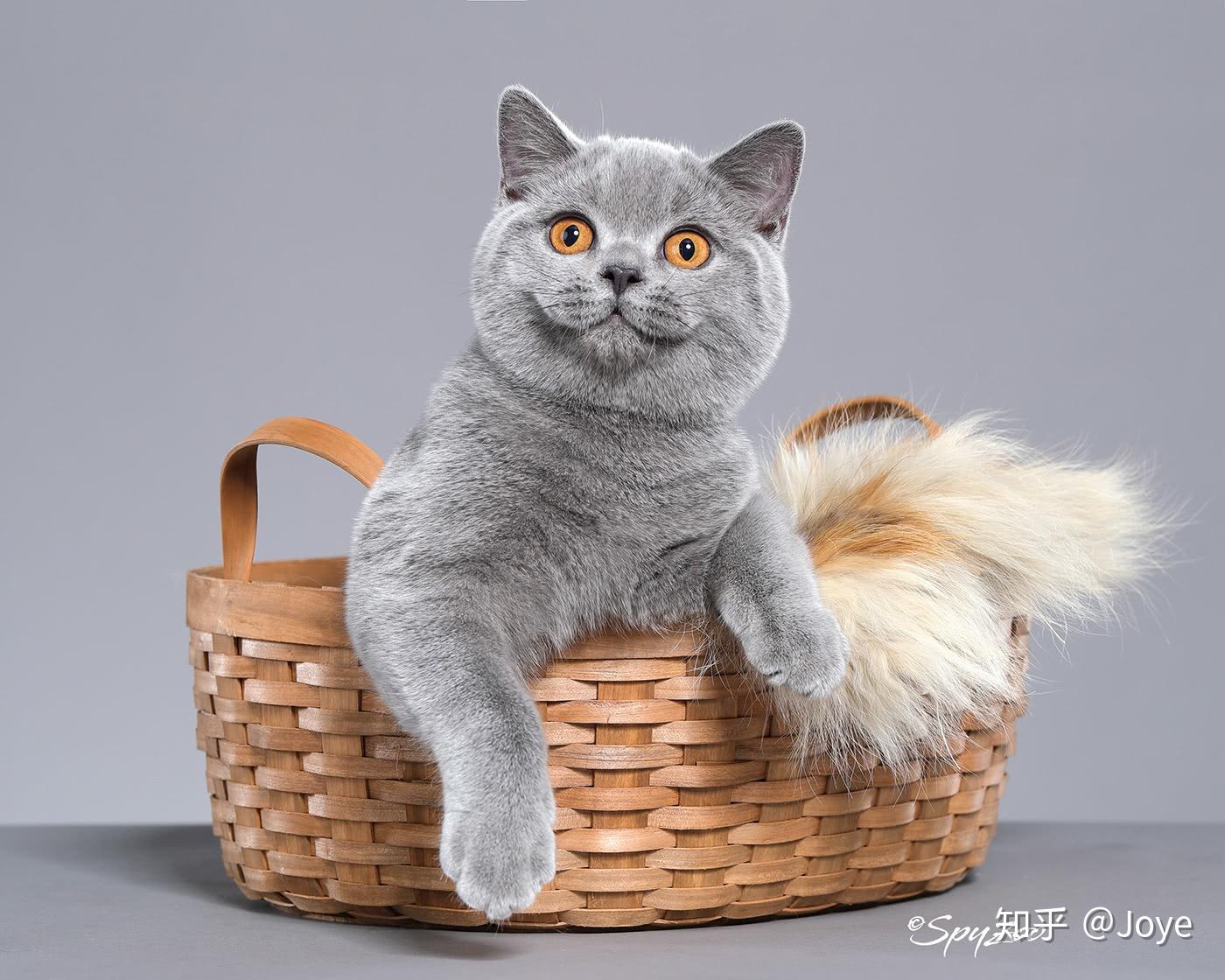 生活萌宠英国短毛猫