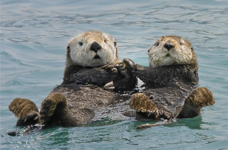 如何区分这些带「海」字的动物:海象、象海豹、海豹、海狮、海狗、海獭、海猪、海狸、海狸鼠? - 知乎