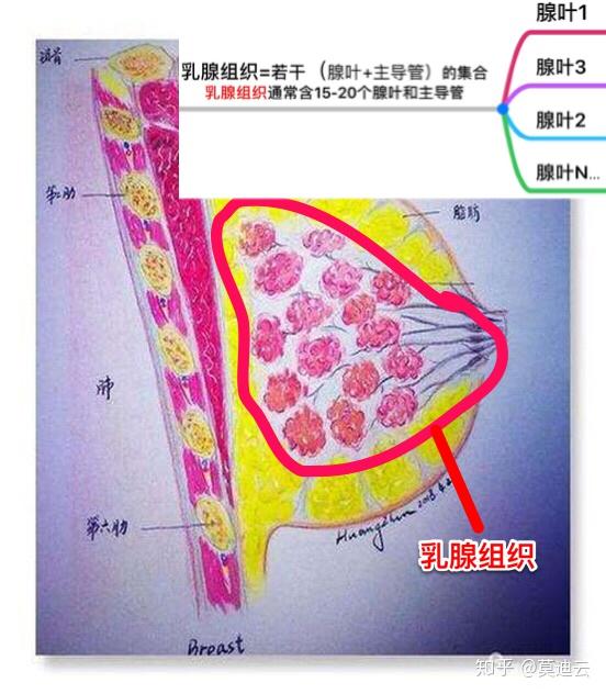 乳腺組織結構就像葡萄一樣,非常形象.1.最小單位:腺泡!