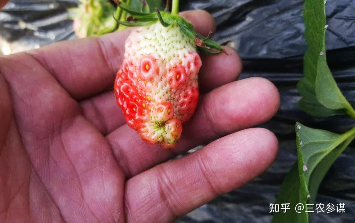 时候,我们往往会发现有长成这样奇形怪状的草莓——又是吃草莓的季节