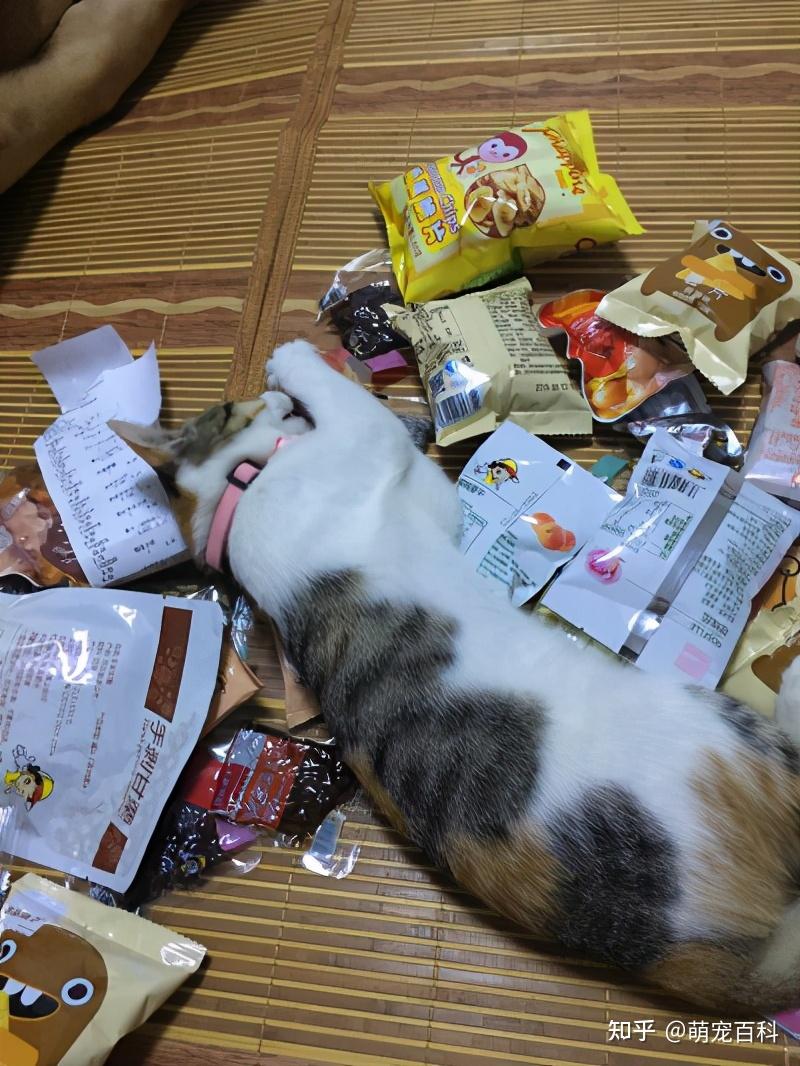 给猫咪喂大量的零食