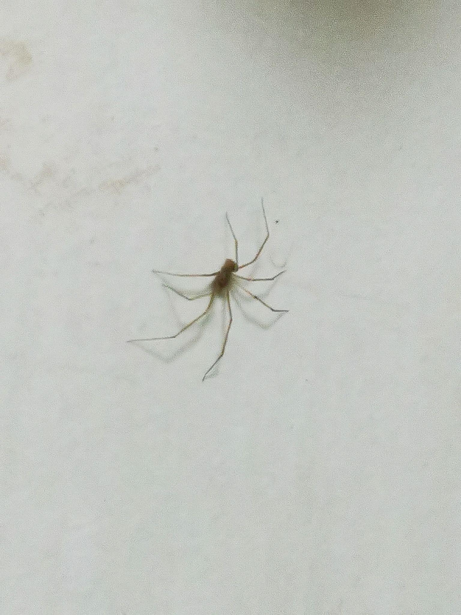 家里厕所墙壁上发现的小蜘蛛,直径大概一厘米,黄色的,请问这是什么