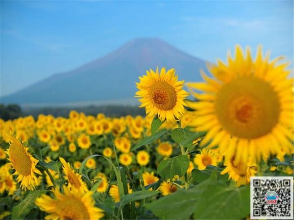 留住一抹山影的温柔 最佳富士山摄影地点精选 知乎