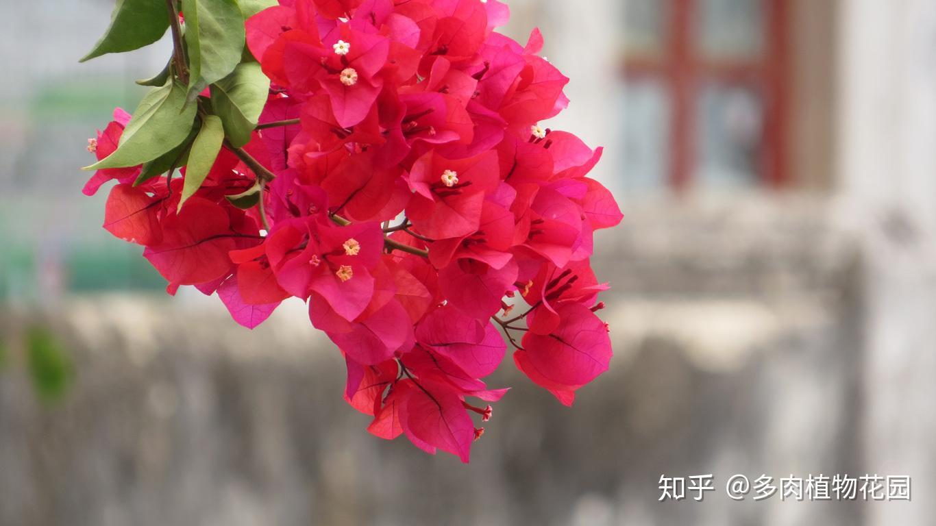 v2-015a1c1e88f5a9d522ead241a0b47863_r.jpg