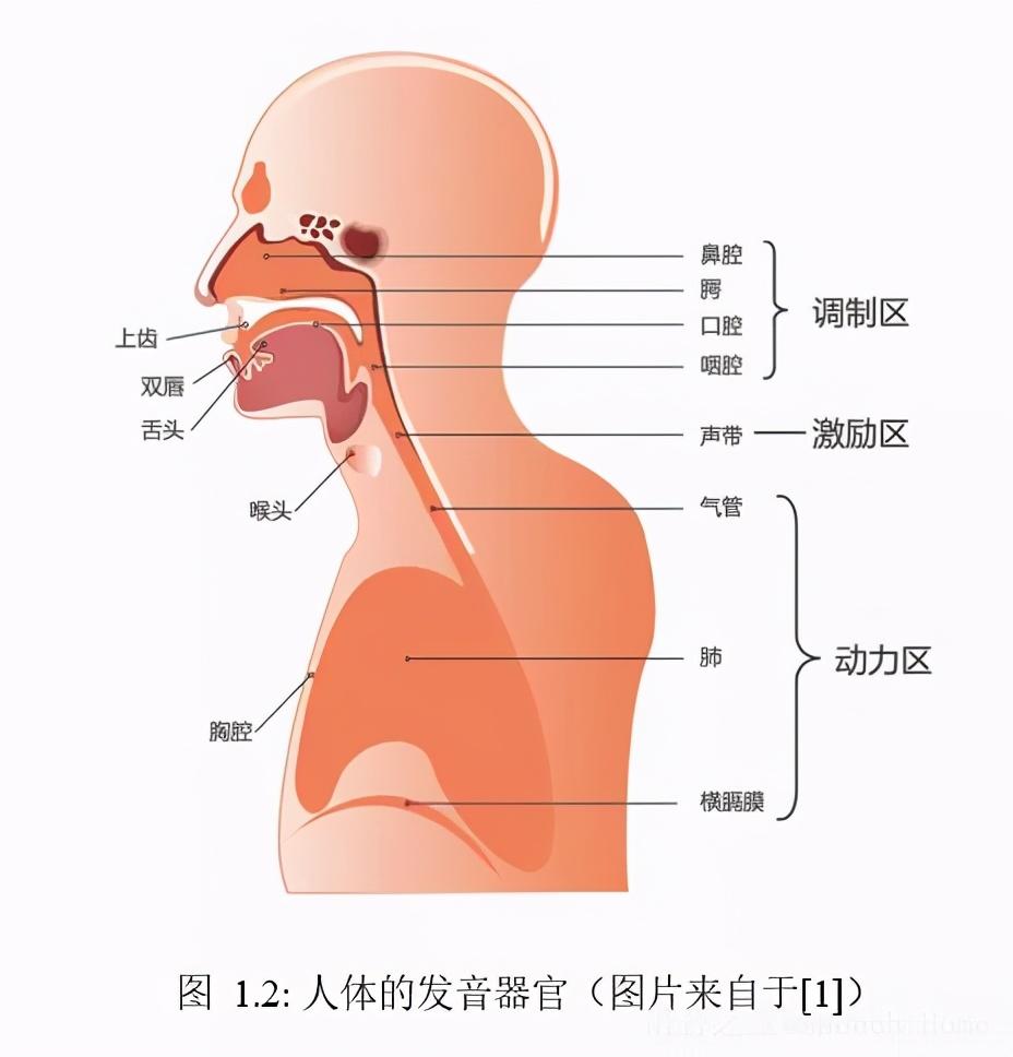 人体发音器官示意图图片