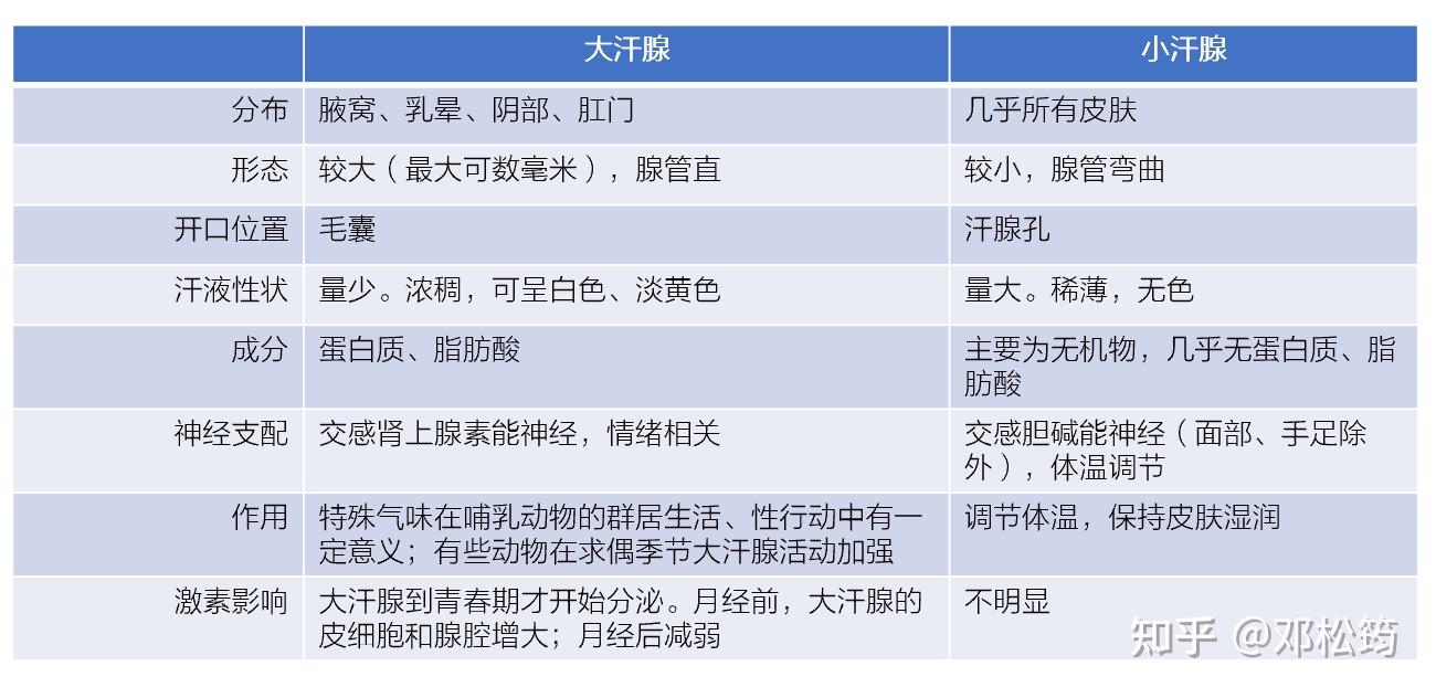 大汗腺与小汗腺