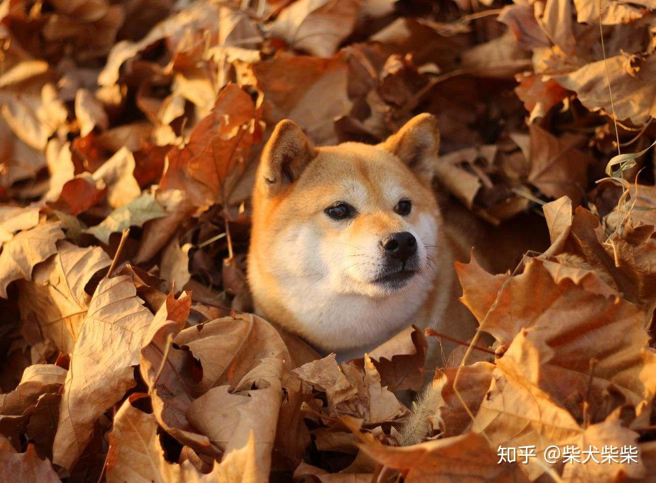 赤 柴犬 價格 (99) 사진