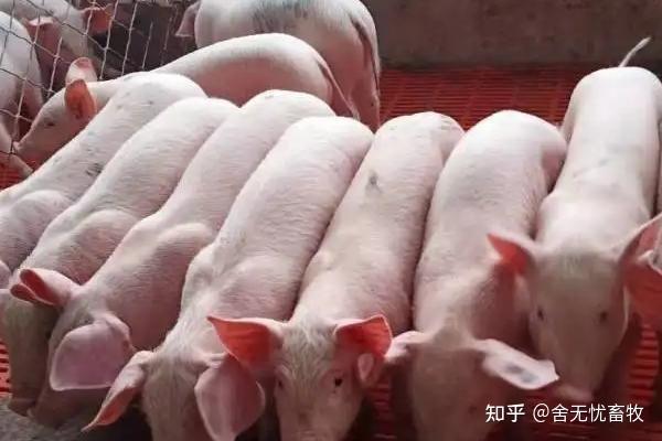 猪病死后该如何处理?处理病死猪的正确方法和流程 - 知乎